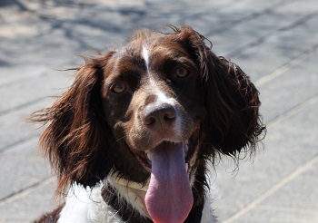 Positieve benadering van uw hond Hijgend hondje